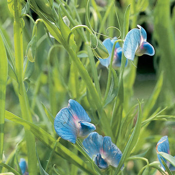 Grass Pea Seeds – Hardy Legume
