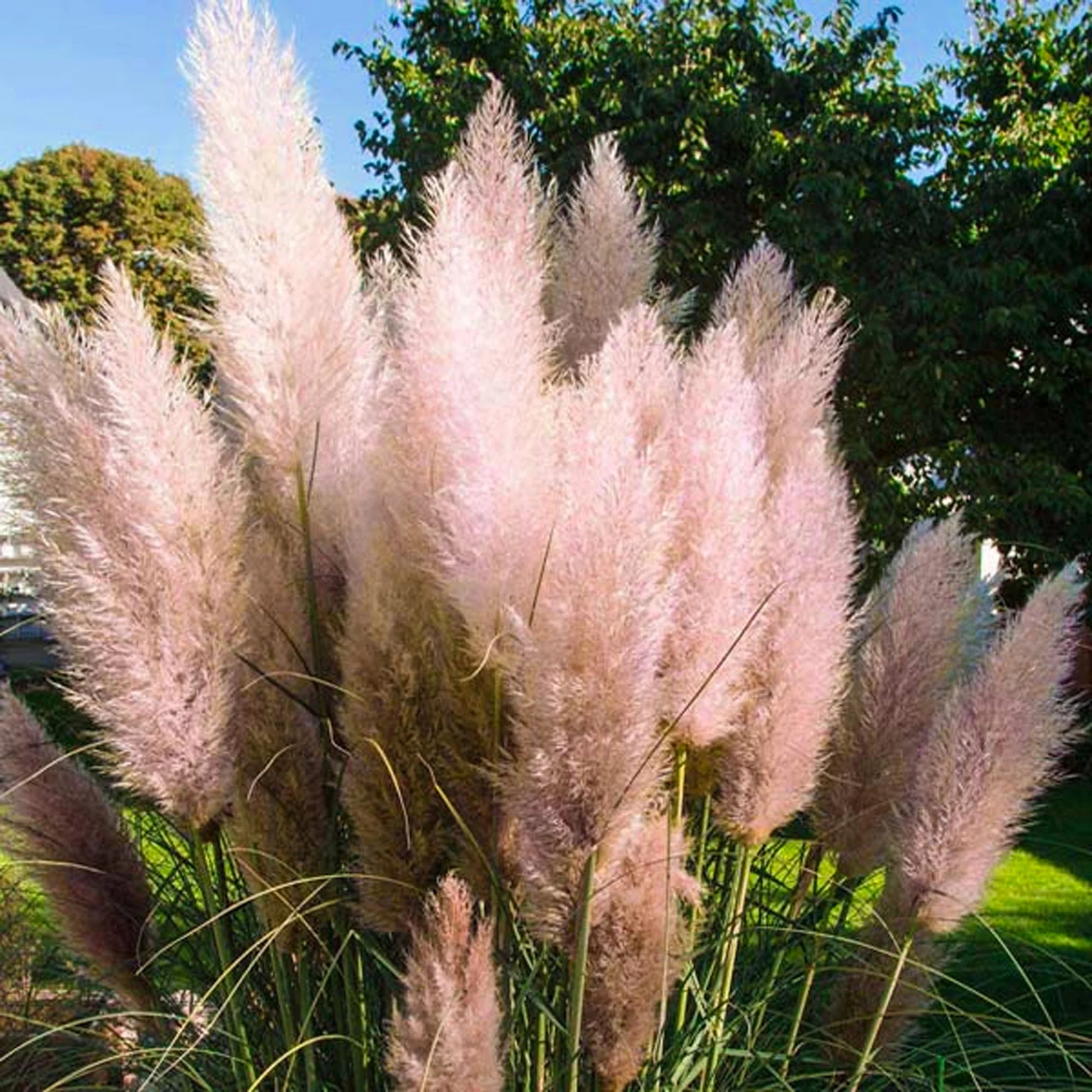 Grass Seeds – Pink Pampas
