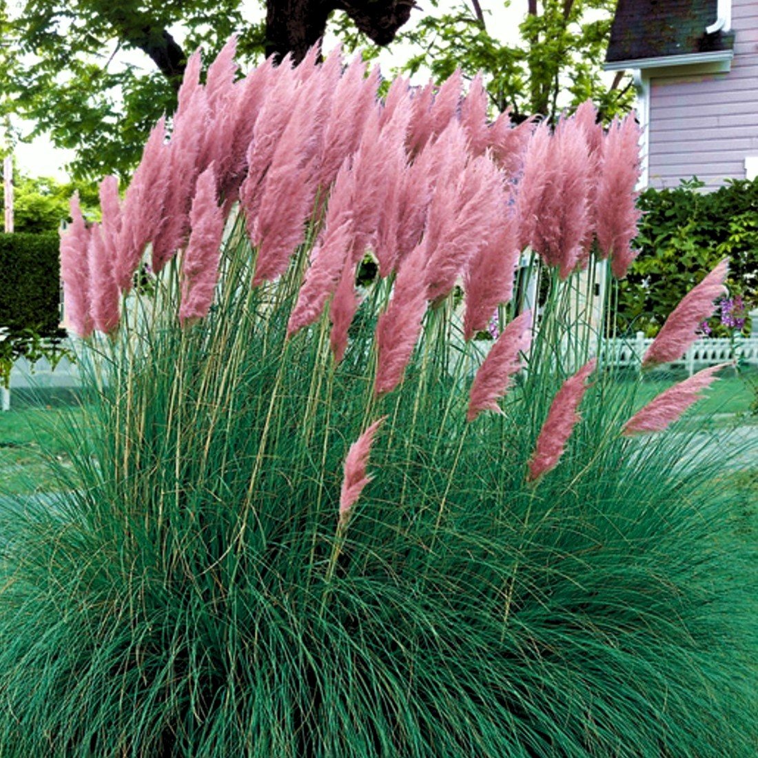 Grass Seeds – Pink Pampas
