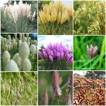 Grass Seeds - All In One For Home Gardens
