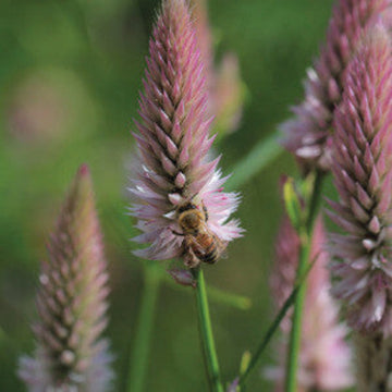 Grass Seeds - All In One For Home Gardens