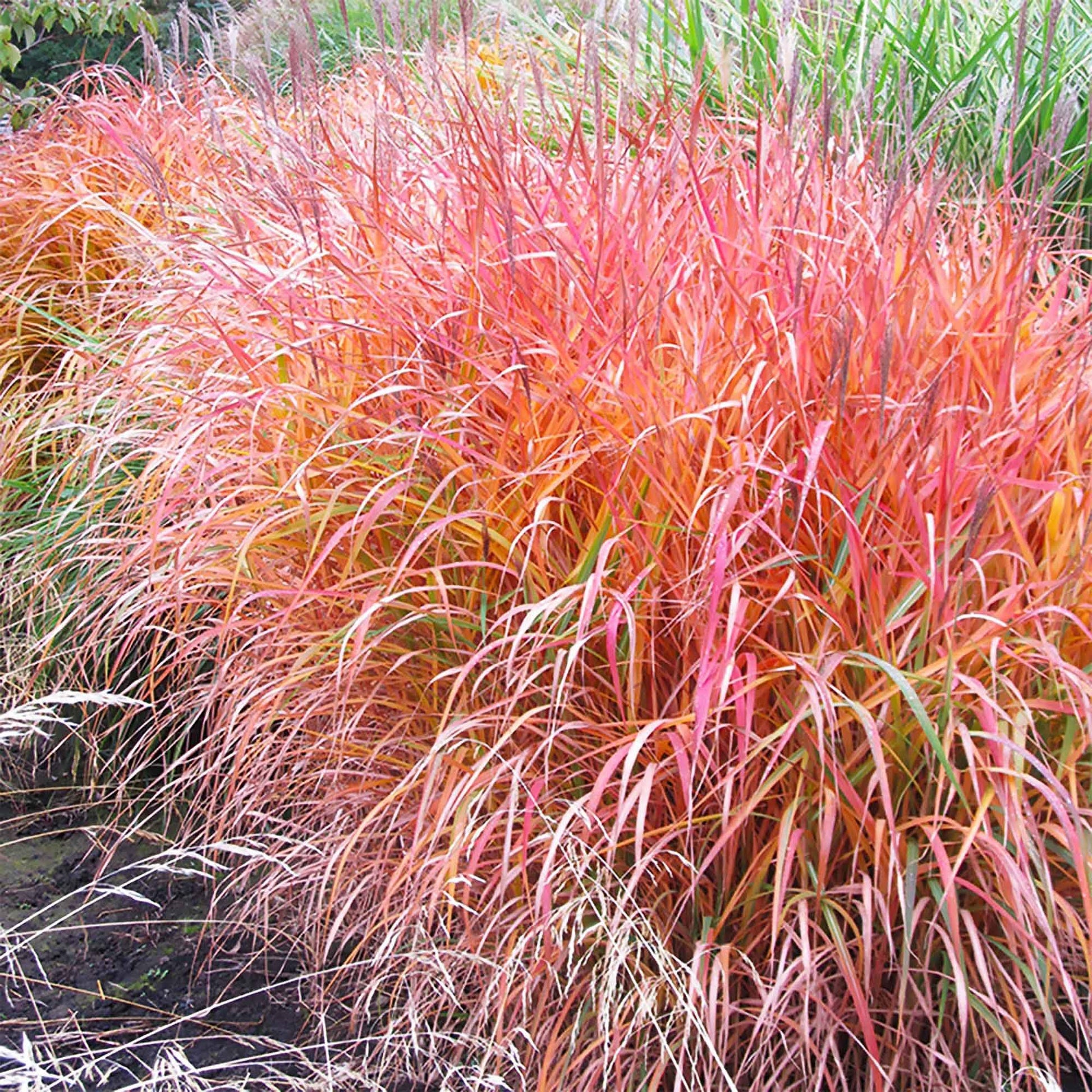 Grass Seeds – Flame
