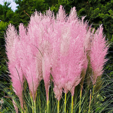 Grass Seeds – Pink Pampas
