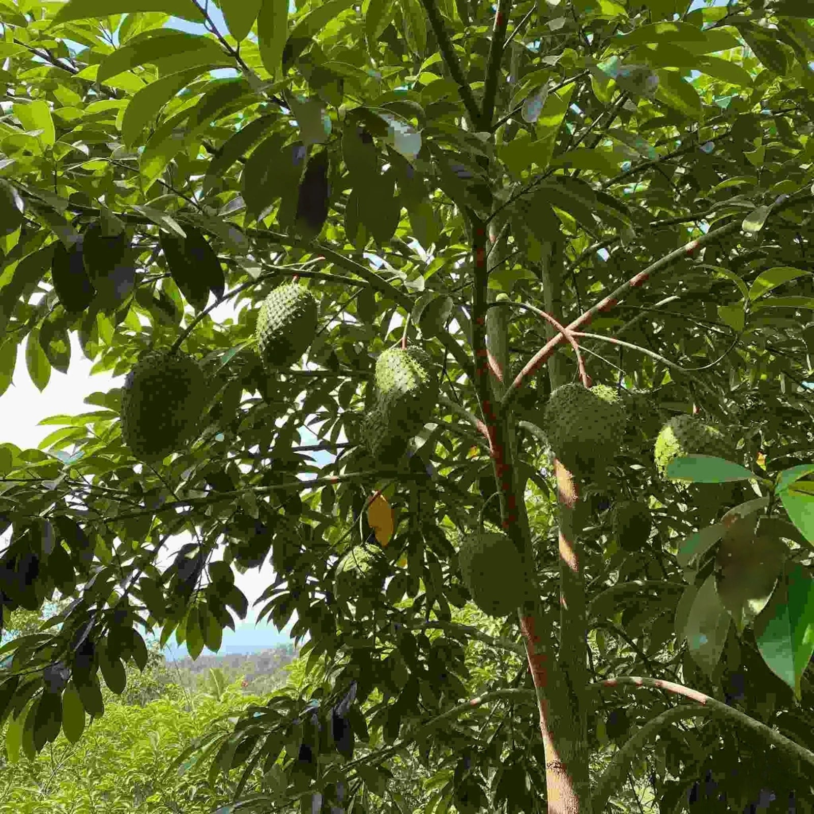 Graviola Guanabana Seeds - Fruit Plant