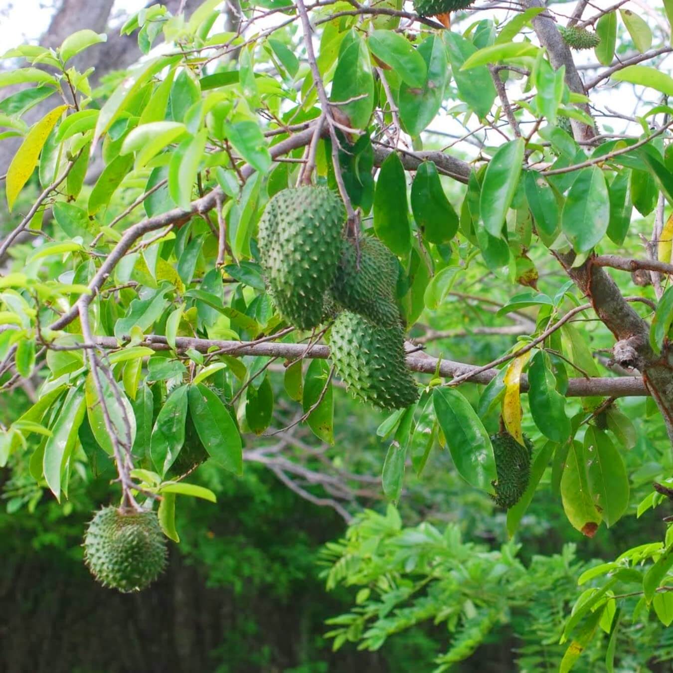 Graviola Seeds - Fruit Plant For Home Gardens