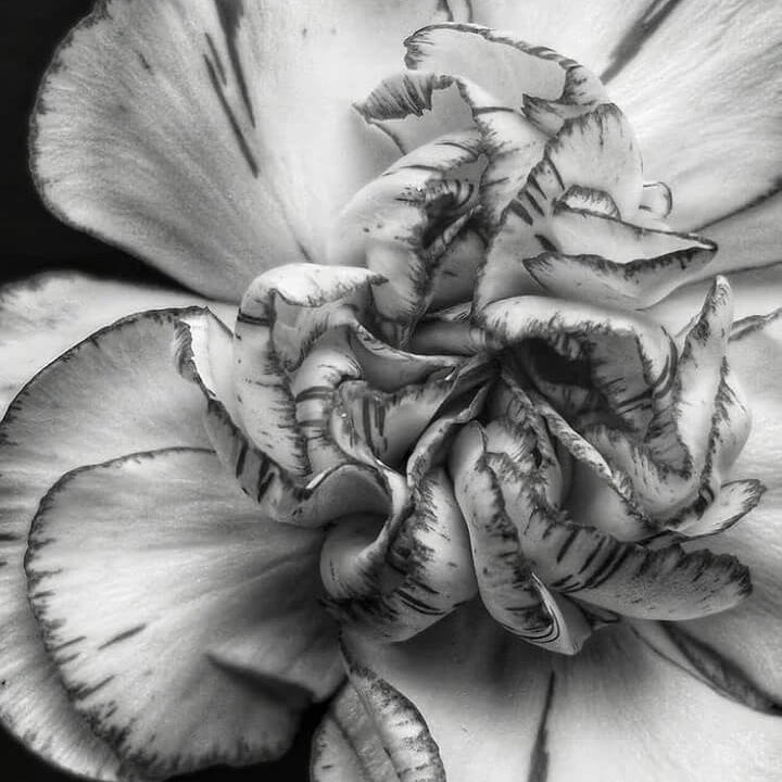Gray Carnation Seeds