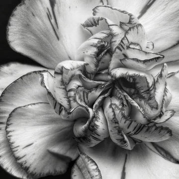 Gray Carnation Seeds