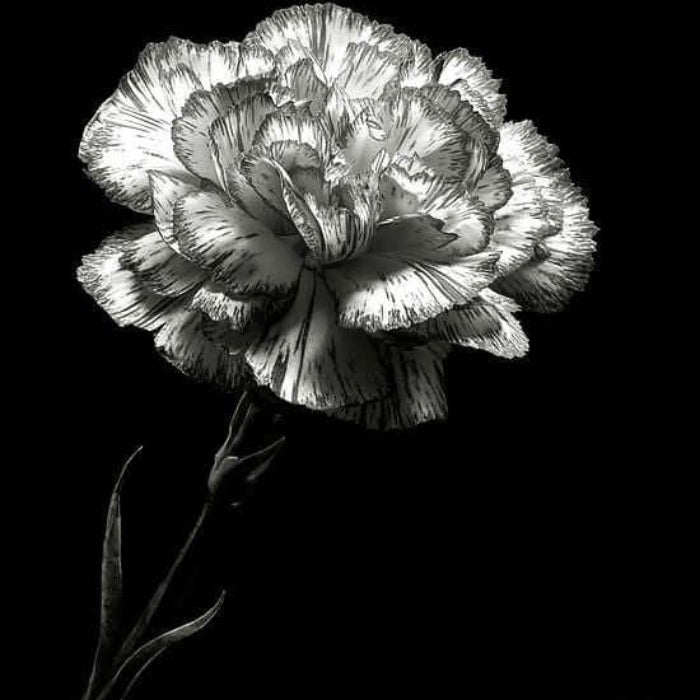 Gray Carnation Seeds