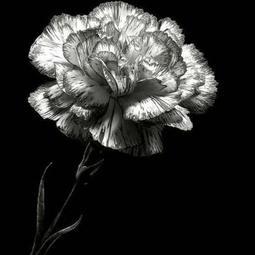 Gray Carnation Seeds