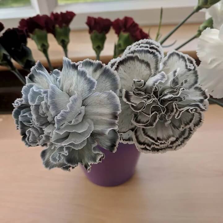 Gray Carnation Seeds