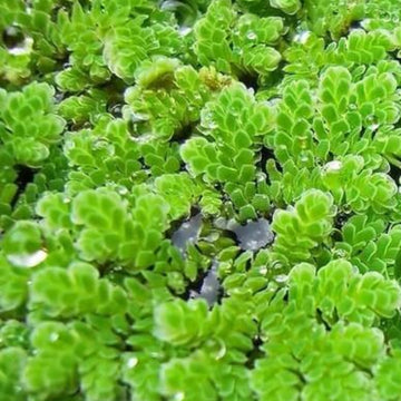 Gray Crested Fern Seeds 
