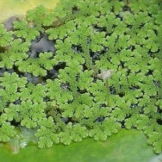 Gray Crested Fern Seeds 