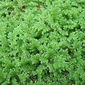 Gray Crested Fern Seeds 