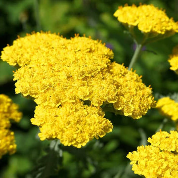 Great Lakes Yellow Achillea Seeds