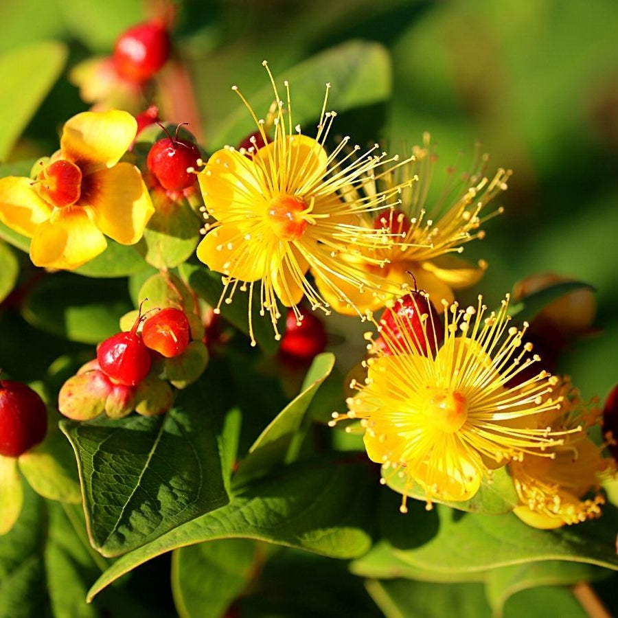 Great Saint John's Wort Seeds – Hypericum pyramidatum
