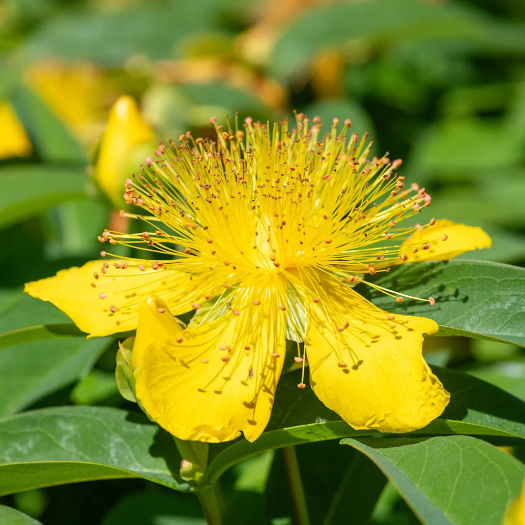 Great Saint John's Wort Seeds – Hypericum pyramidatum
