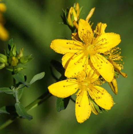 Great Saint John's Wort Seeds – Hypericum pyramidatum
