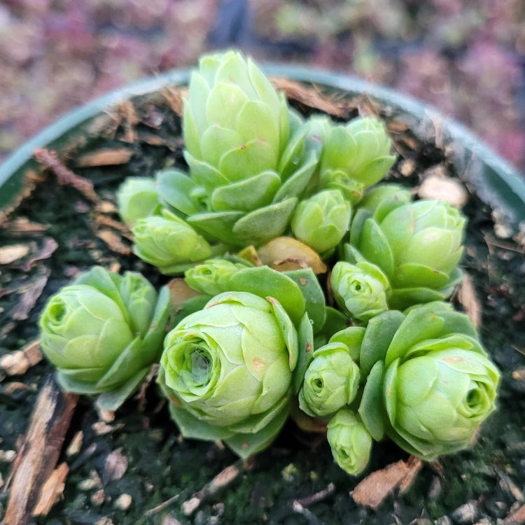 Green Aeonium Seeds – Greenovia
