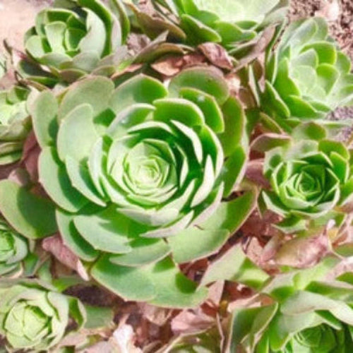 Green Aeonium Seeds – Greenovia
