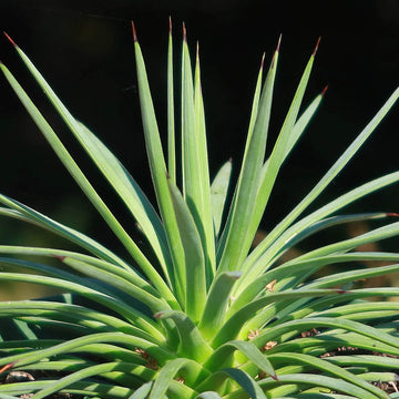 Green Agave Stricta Seeds 