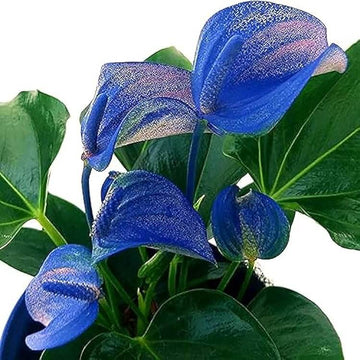 Green Blue anthurium Seeds 