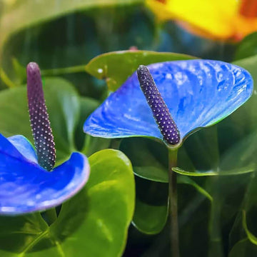Green Blue anthurium Seeds 