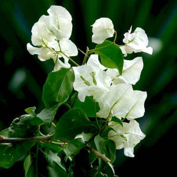 Green Bougainvillea Seeds - Flower Plant