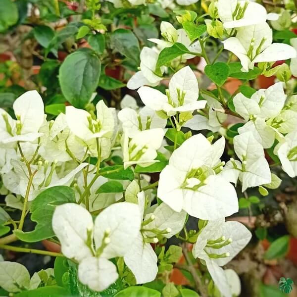 Green Bougainvillea Seeds - Flower Plant
