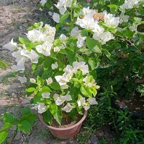 Green Bougainvillea Seeds - Flower Plant