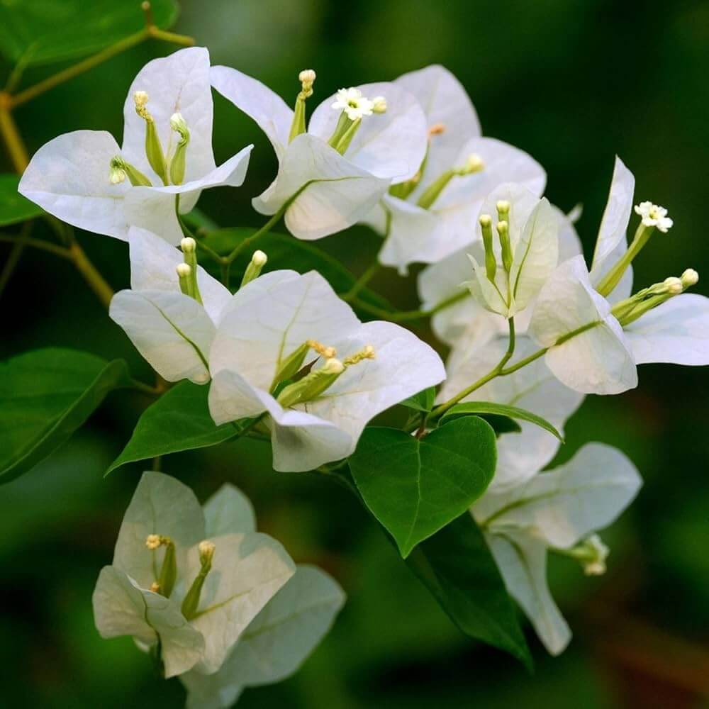 Green Bougainvillea Seeds - Flower Plant