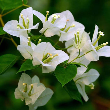 Green Bougainvillea Seeds - Flower Plant