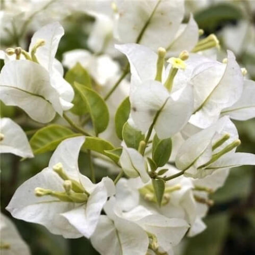Green Bougainvillea Seeds - Flower Plant