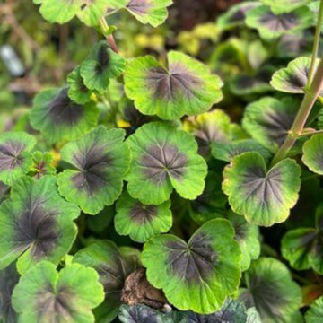 Green & Brown Geranium Seeds