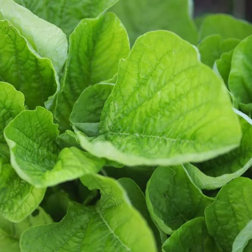 Green Callaloo Seeds - Vegetable Plant