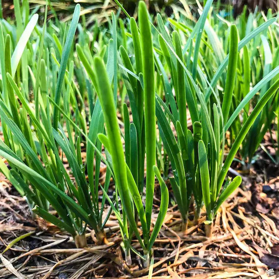 Green Chive Seeds
