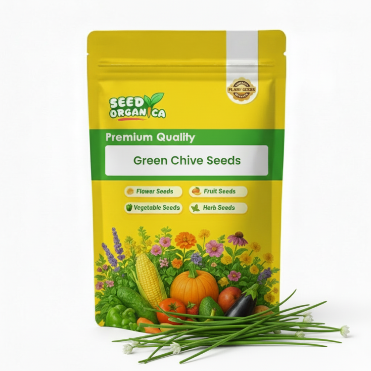 Green Chive Seeds