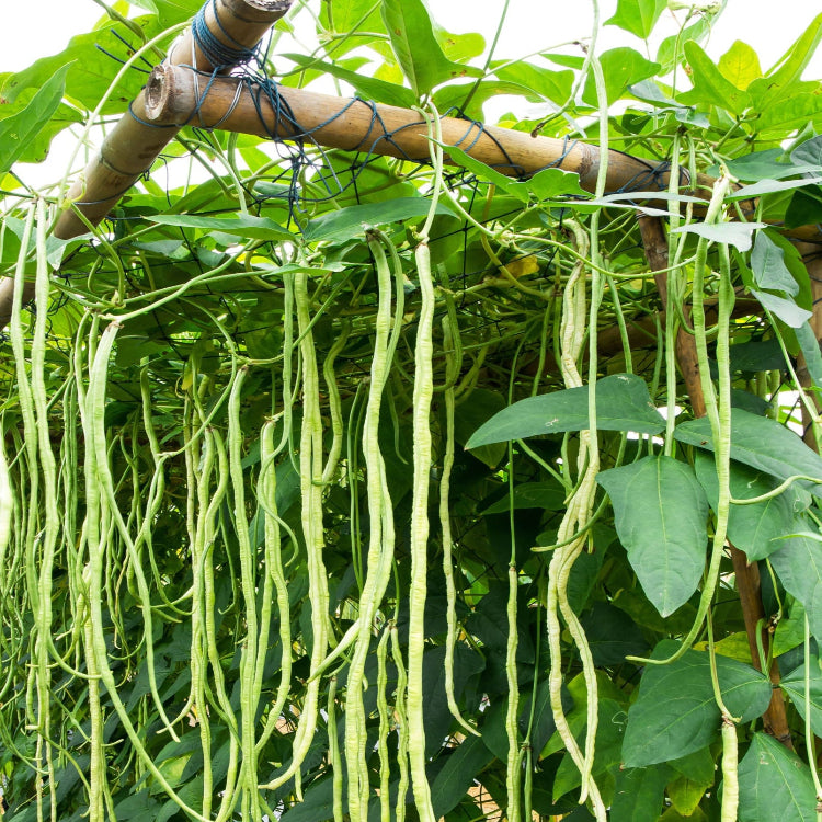 Green Dixie Lee Seeds
