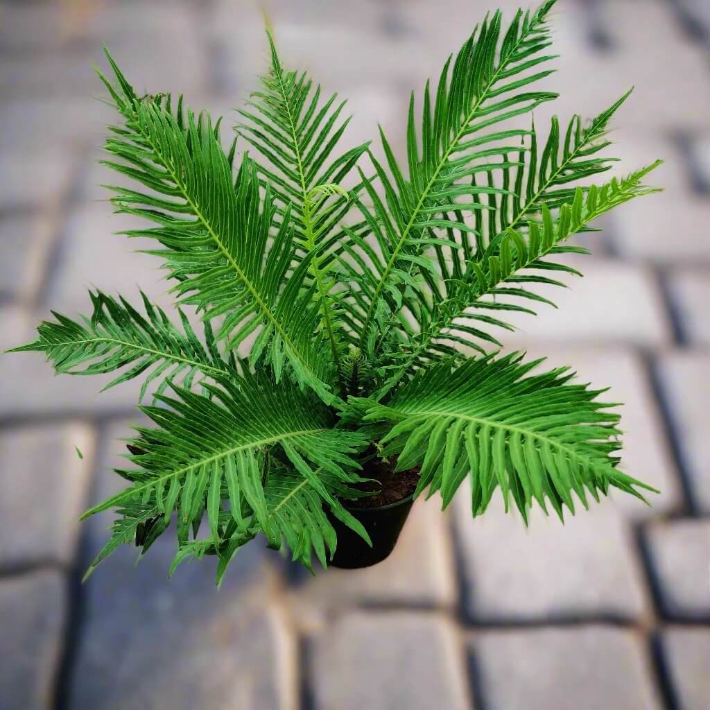Green Fern Seeds
