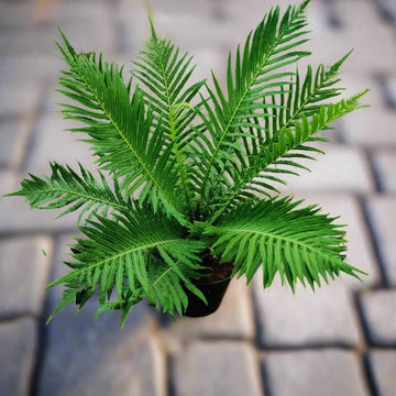 Green Fern Seeds