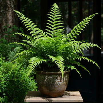 Green Fern Seeds