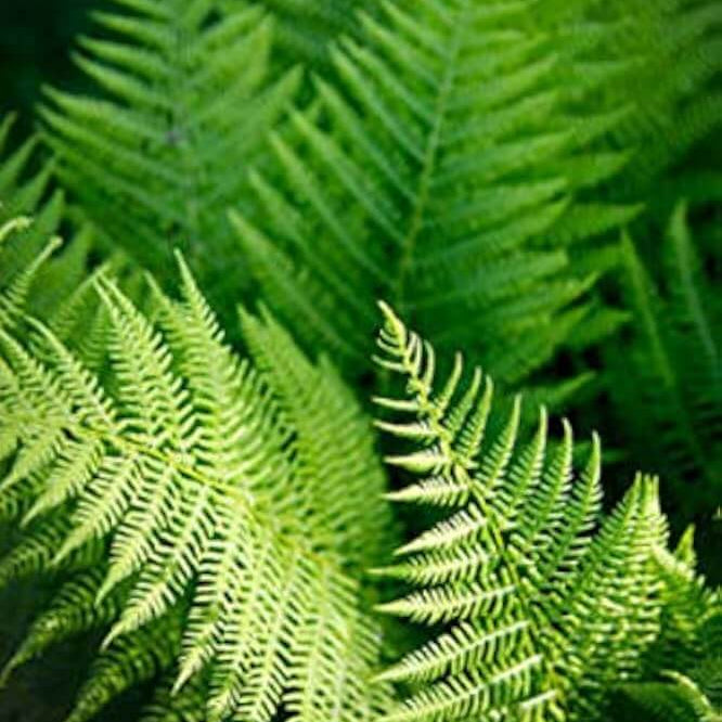 Green Fern Seeds