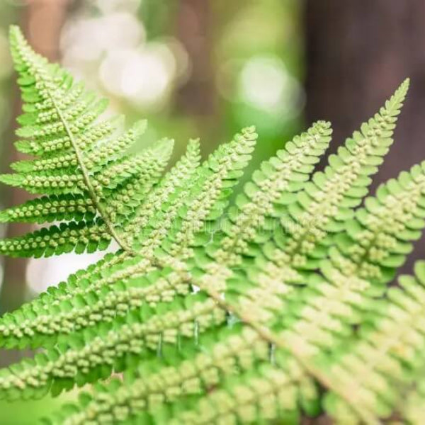 Green Fern Spore Seeds