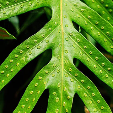 Green Fern Spore Seeds