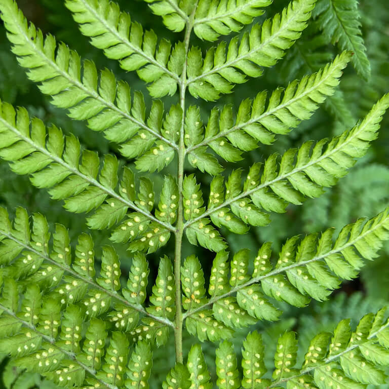 Green Fern Spore Seeds