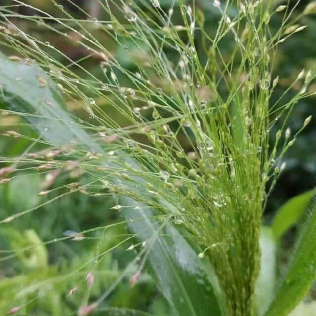 Green Frosted Explosion Seeds - Flower Plant