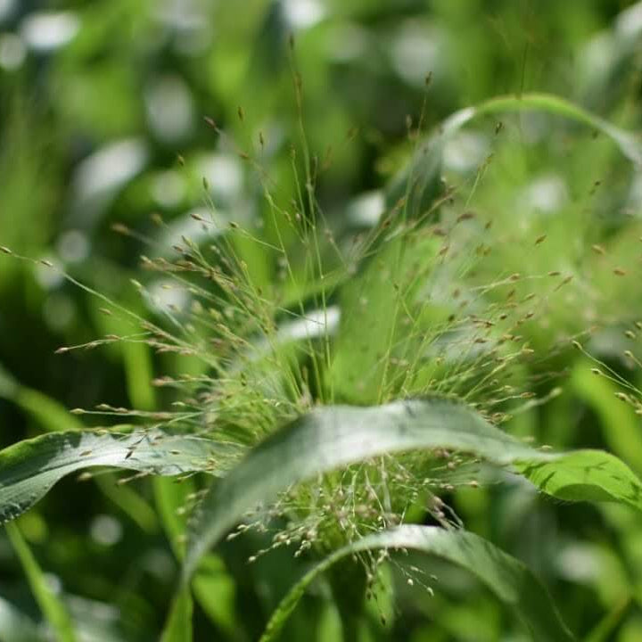 Green Frosted Explosion Seeds - Flower Plant