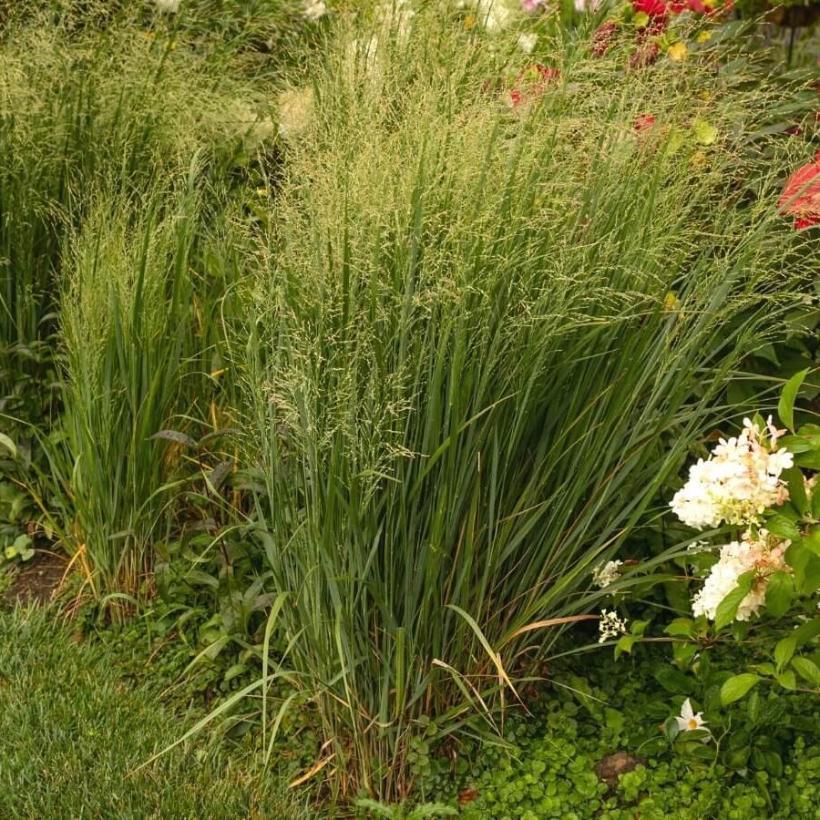Green Frosted Explosion Seeds - Flower Plant