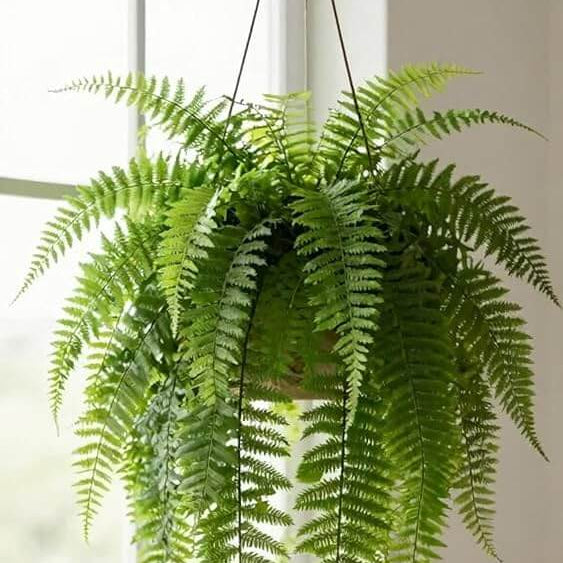 Green Hanging Fern Seeds