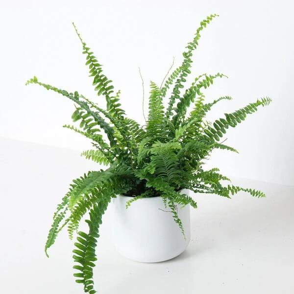 Green Hanging Fern Seeds