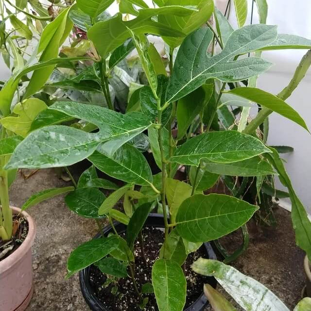Green Jackfruit Seeds - Fruit Plant For Home Gardens
